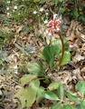 Bergenia